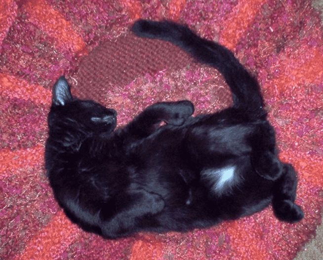 Черная кошка с белой отметиной